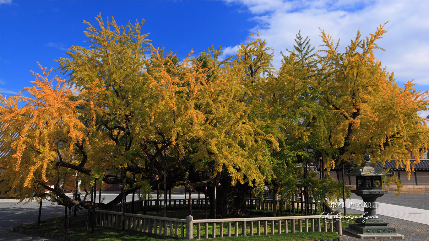 西本願寺の逆さ銀杏 壁紙