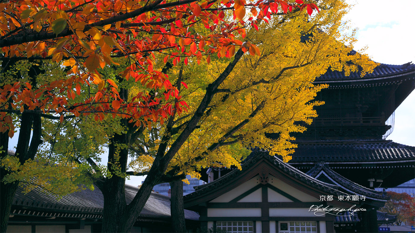 東本願寺 桜の紅葉と銀杏の黄葉 壁紙