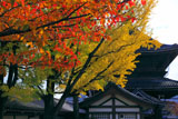 東本願寺 桜の紅葉と銀杏の黄葉