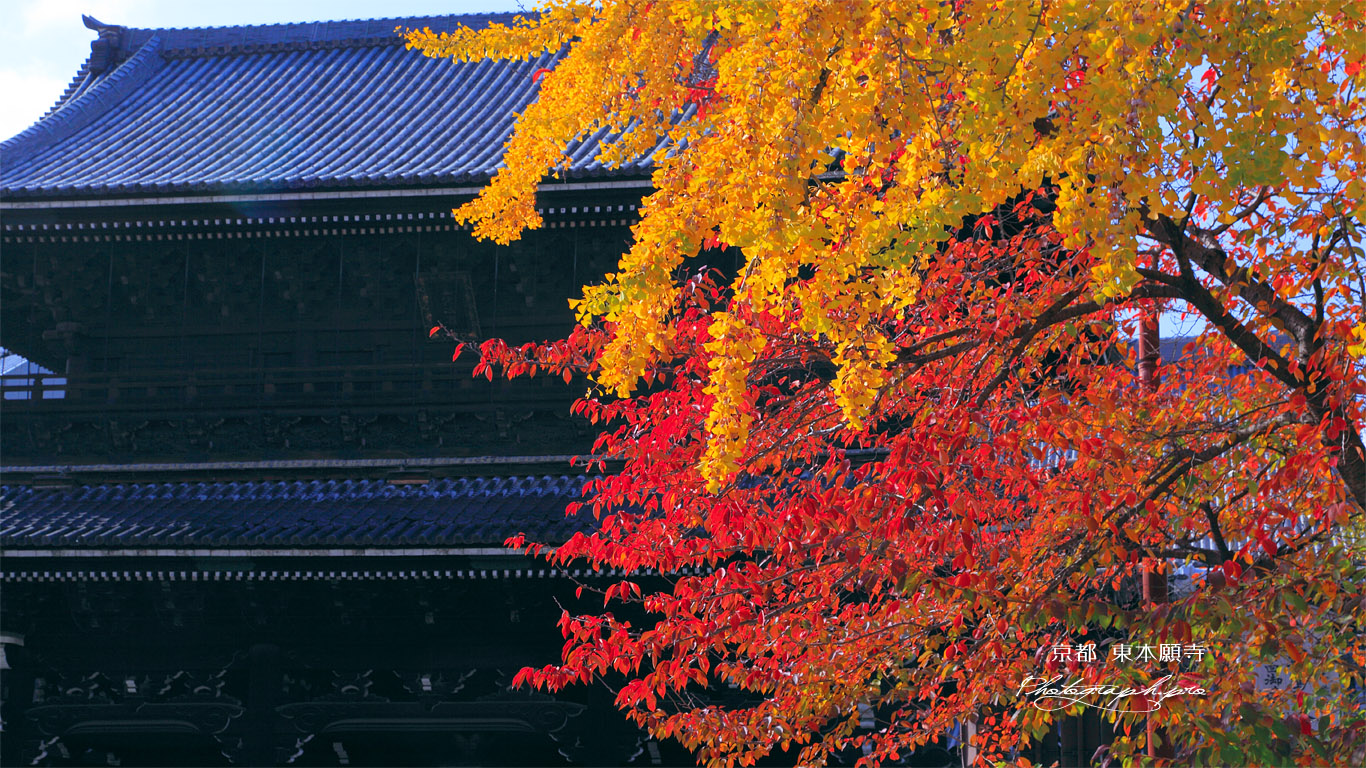 東本願寺 紅葉と御影堂門 壁紙