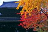 東本願寺 紅葉と御影堂門