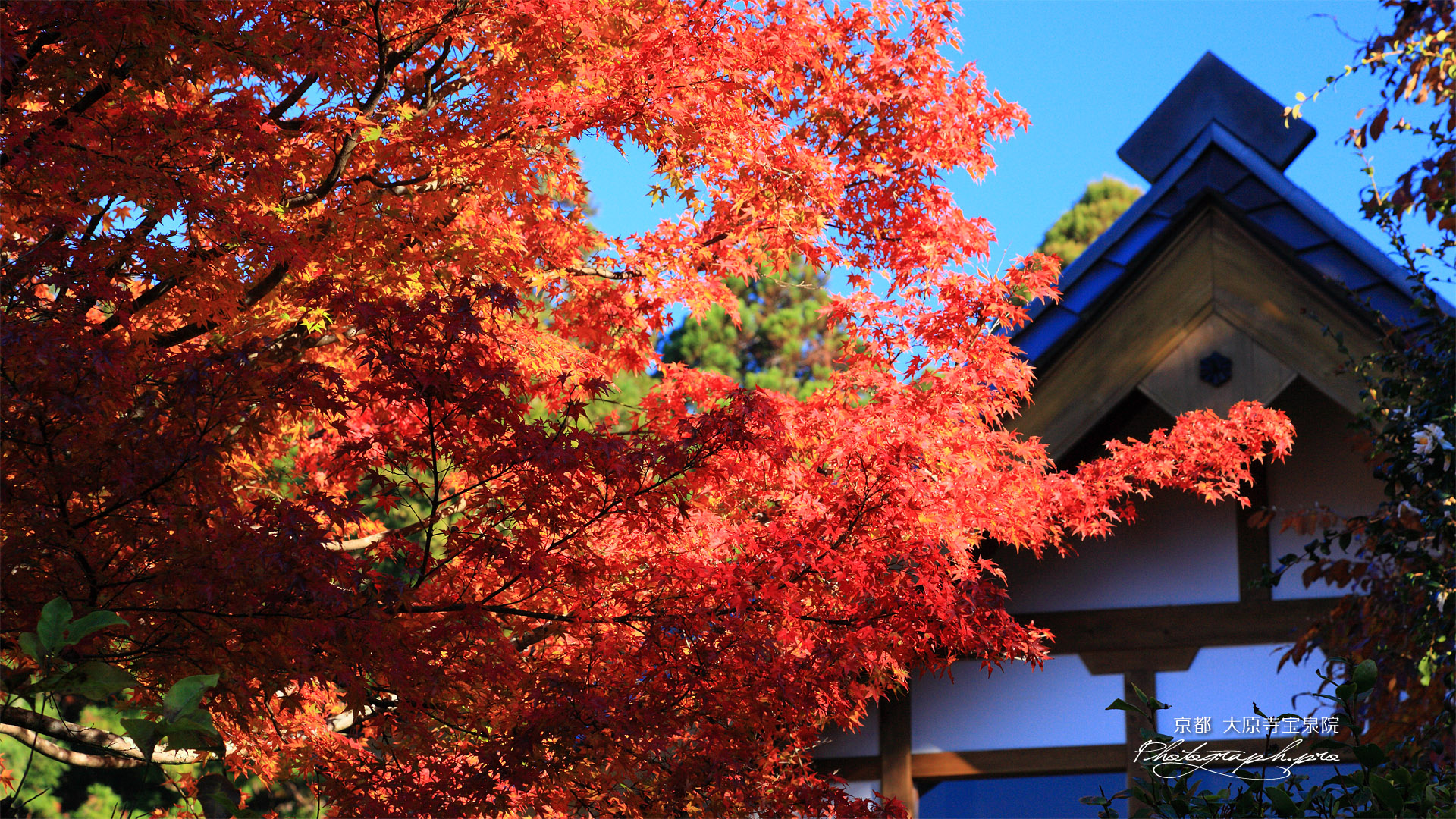 大原寺宝泉院 紅葉と書院