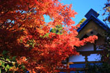 大原寺宝泉院 紅葉と書院