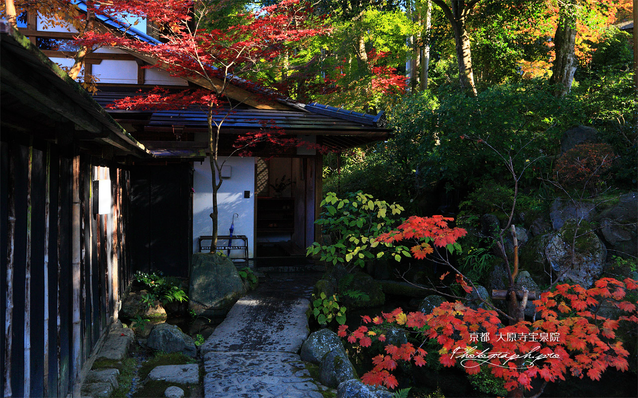 大原寺宝泉院 玄関前の紅葉 壁紙