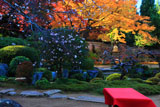 実光院 旧理覚院庭園の不断桜と紅葉