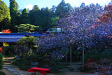 大原寺実光院 フダンザクラの冬花