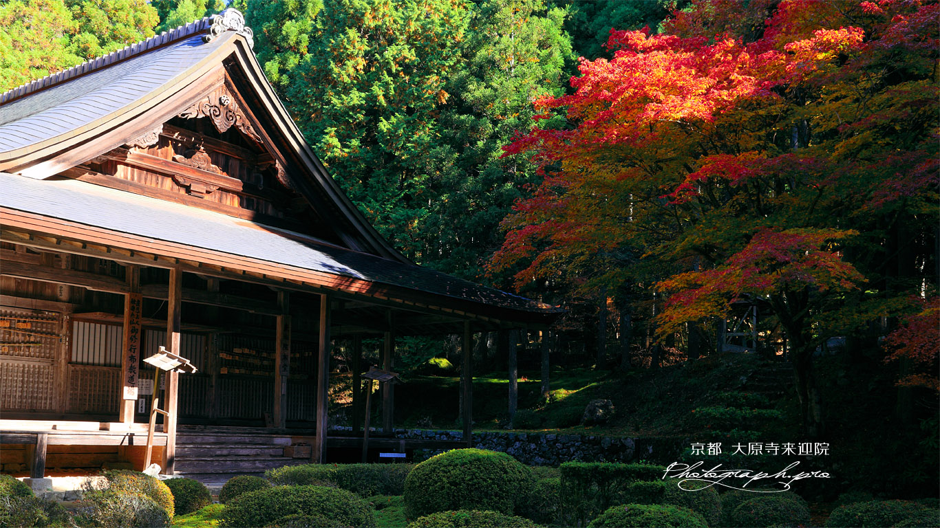 大原寺来迎院 紅葉と本堂 壁紙