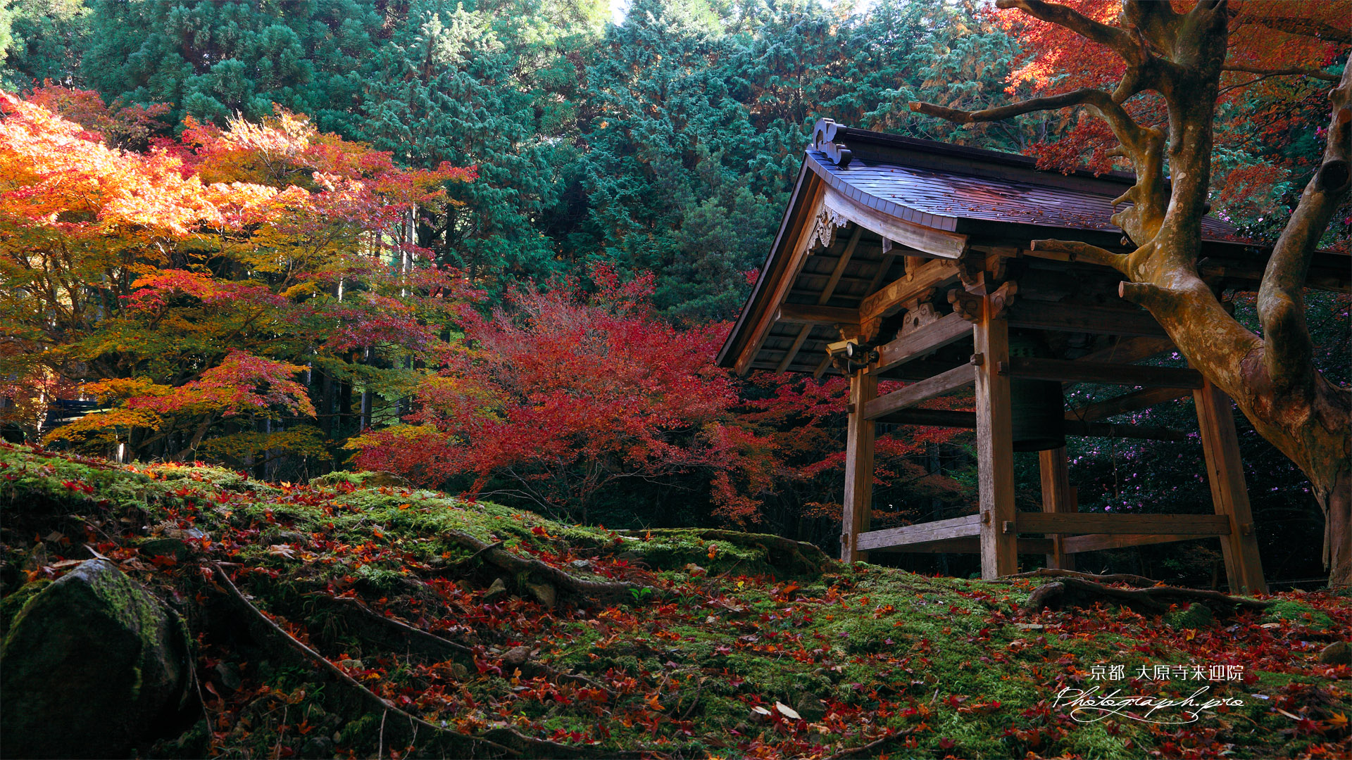 大原寺来迎院 鐘楼と紅葉