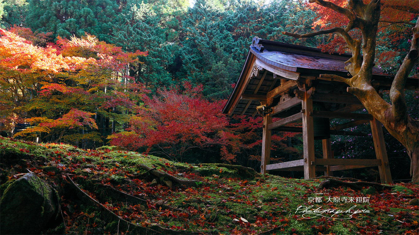 大原寺来迎院 鐘楼と紅葉 壁紙