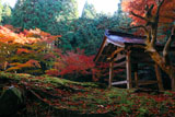 大原寺来迎院 鐘楼と紅葉