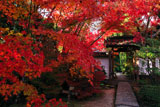 京都金福寺 紅葉と中門