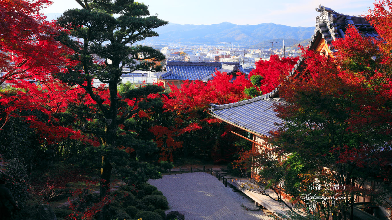 京都金福寺 本堂と紅葉 壁紙