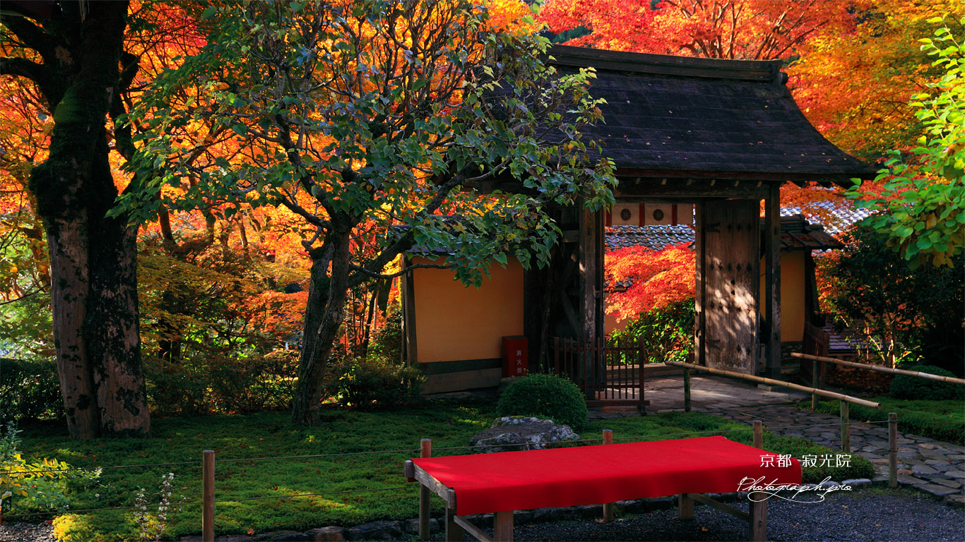 寂光院 山門と紅葉 壁紙