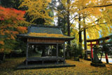 岩戸落葉神社の落葉