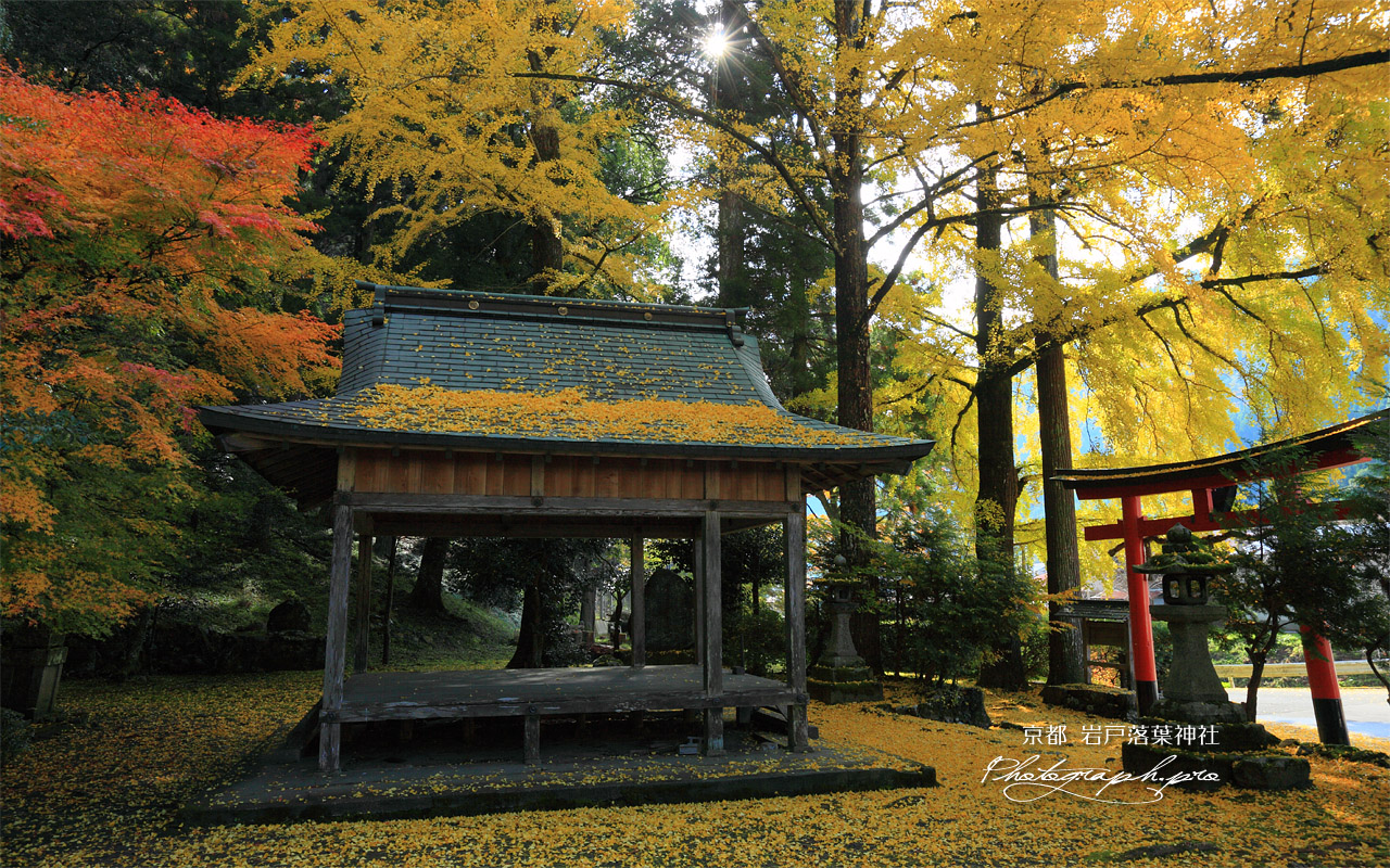 岩戸落葉神社の落葉 壁紙