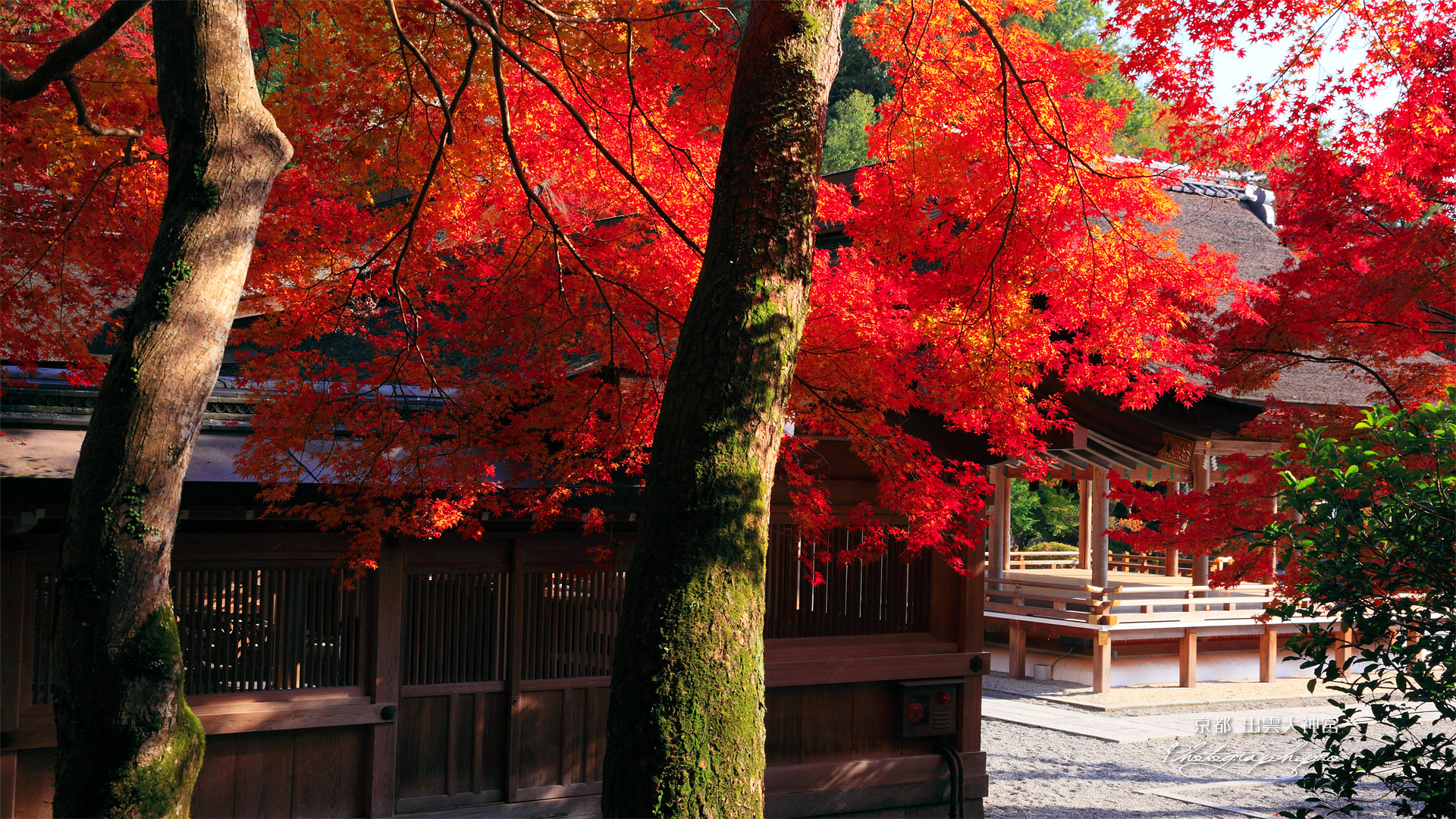 出雲大神宮 紅葉越しの拝殿