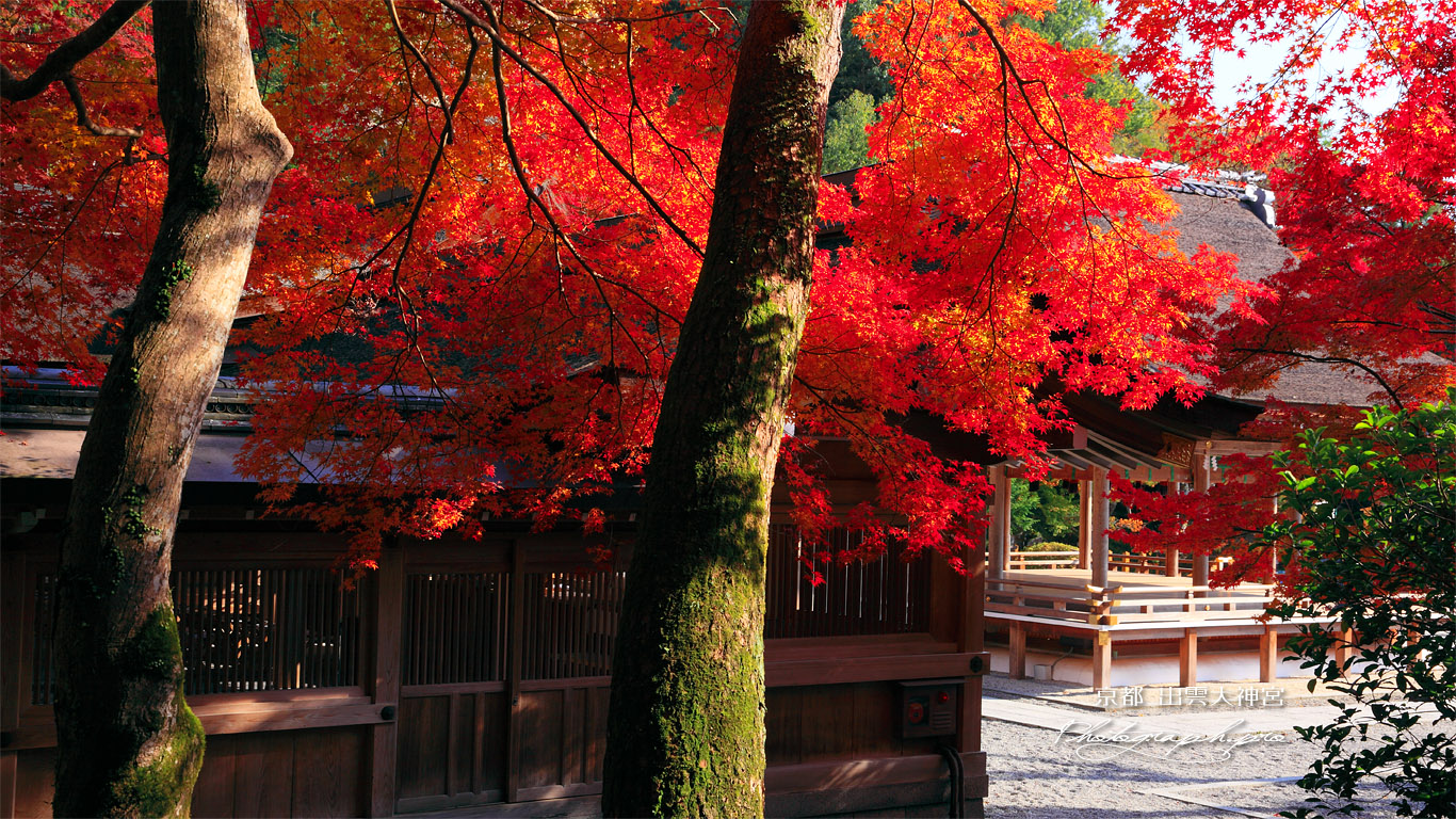 出雲大神宮 紅葉越しの拝殿 壁紙