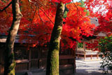 出雲大神宮 紅葉越しの拝殿