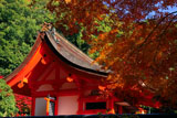 出雲大神宮 紅葉と本殿
