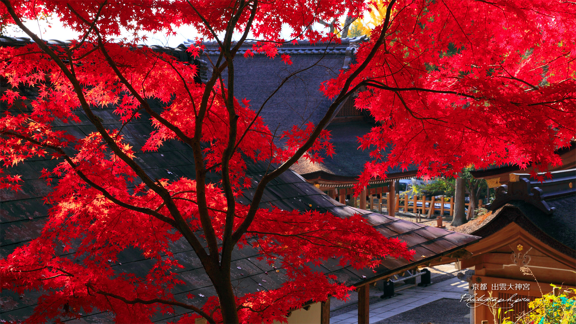 出雲大神宮 紅葉越しの社殿