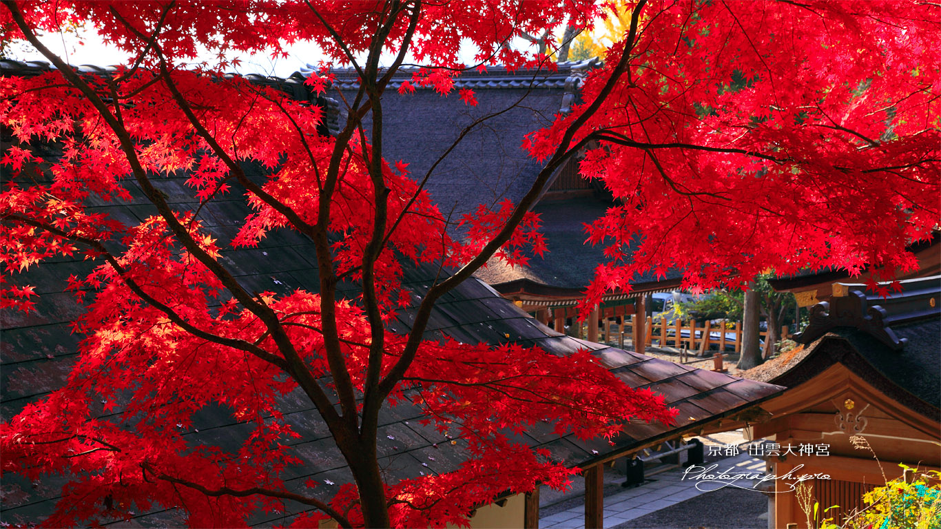 出雲大神宮 紅葉越しの社殿 壁紙
