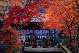 鍬山神社 紅葉と奉納太鼓