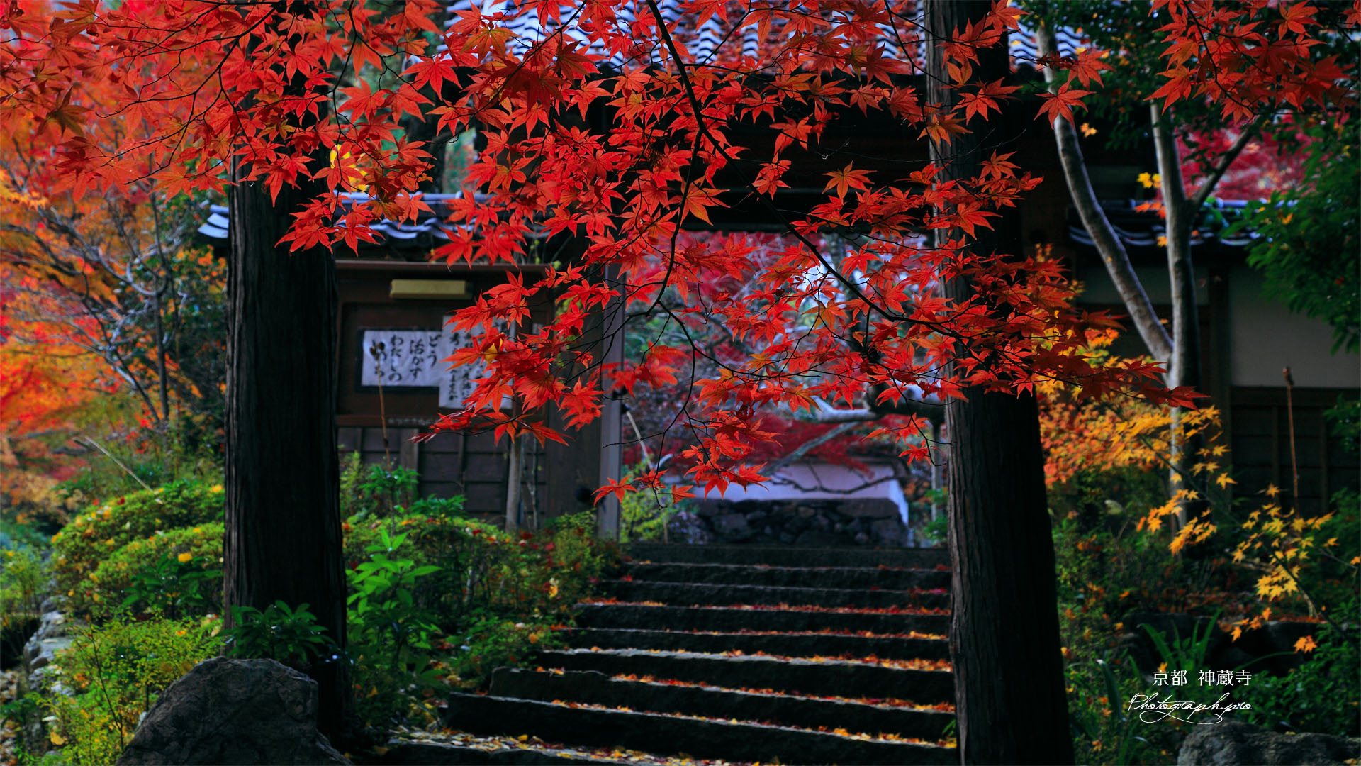 紅葉越しの亀岡神蔵寺山門