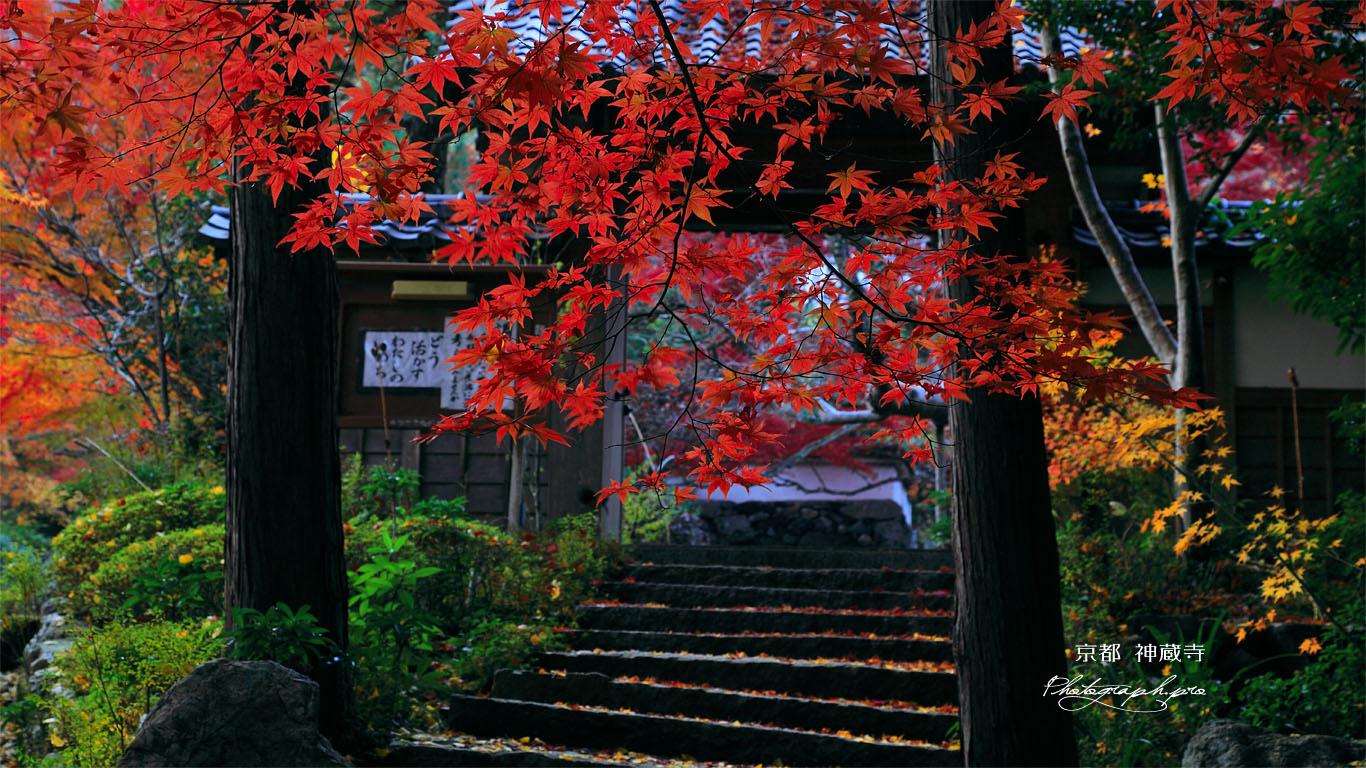 紅葉越しの亀岡神蔵寺山門 壁紙