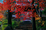 紅葉越しの亀岡神蔵寺山門