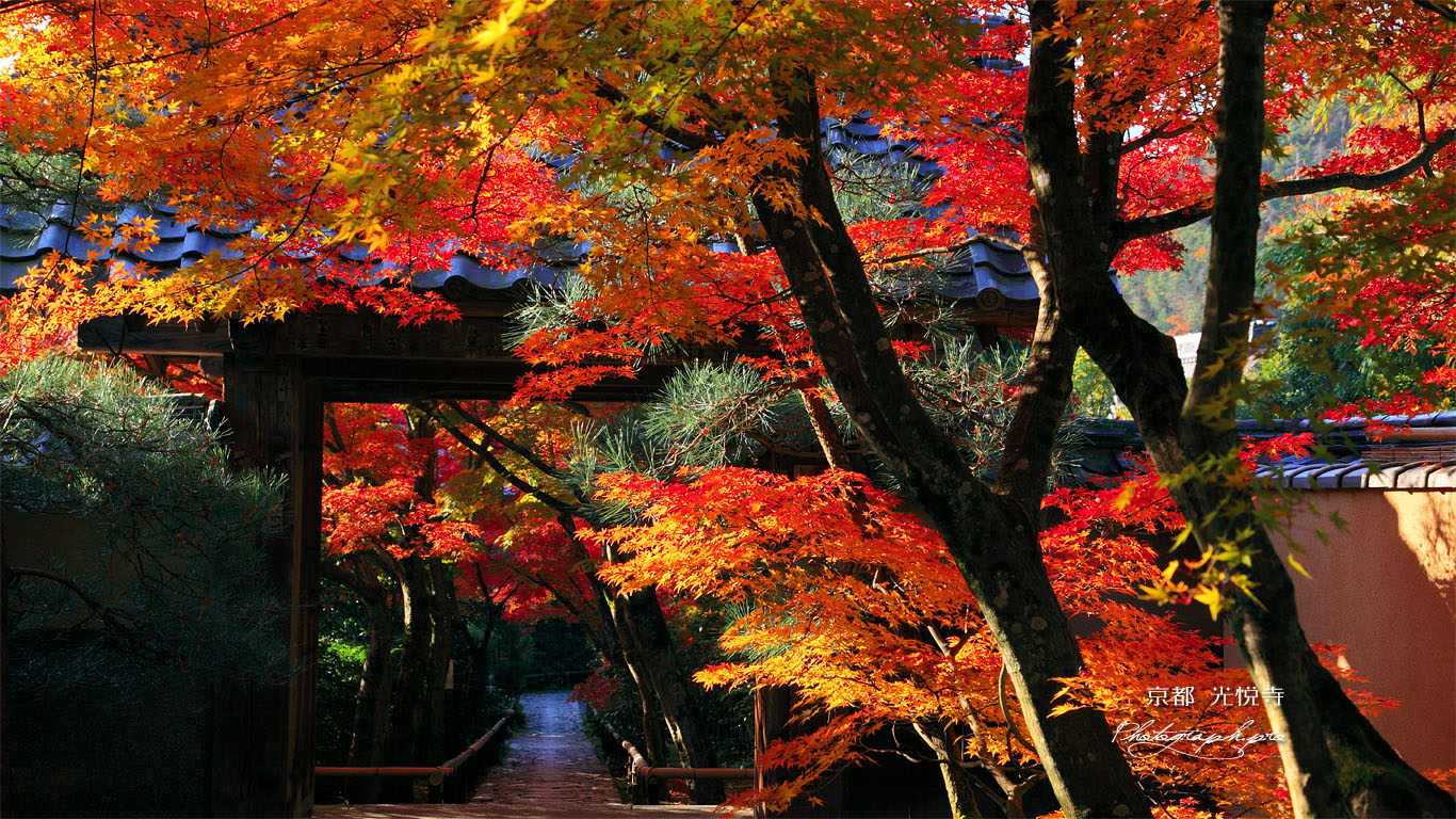 紅葉の光悦寺山門 壁紙