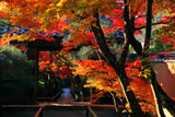 紅葉の光悦寺参道