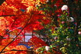 吟松寺 山茶花と紅葉