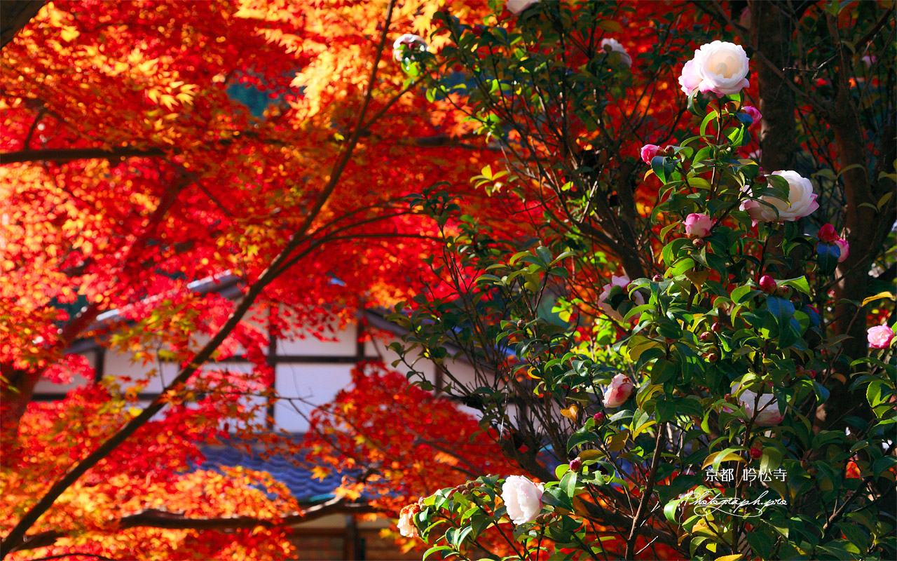 吟松寺 山茶花と紅葉 壁紙