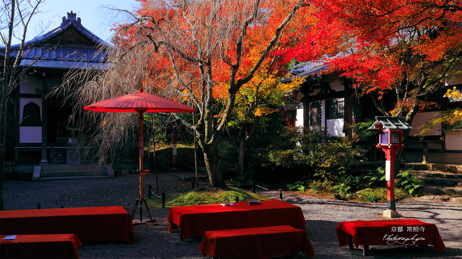 常照寺 紅葉と茶席