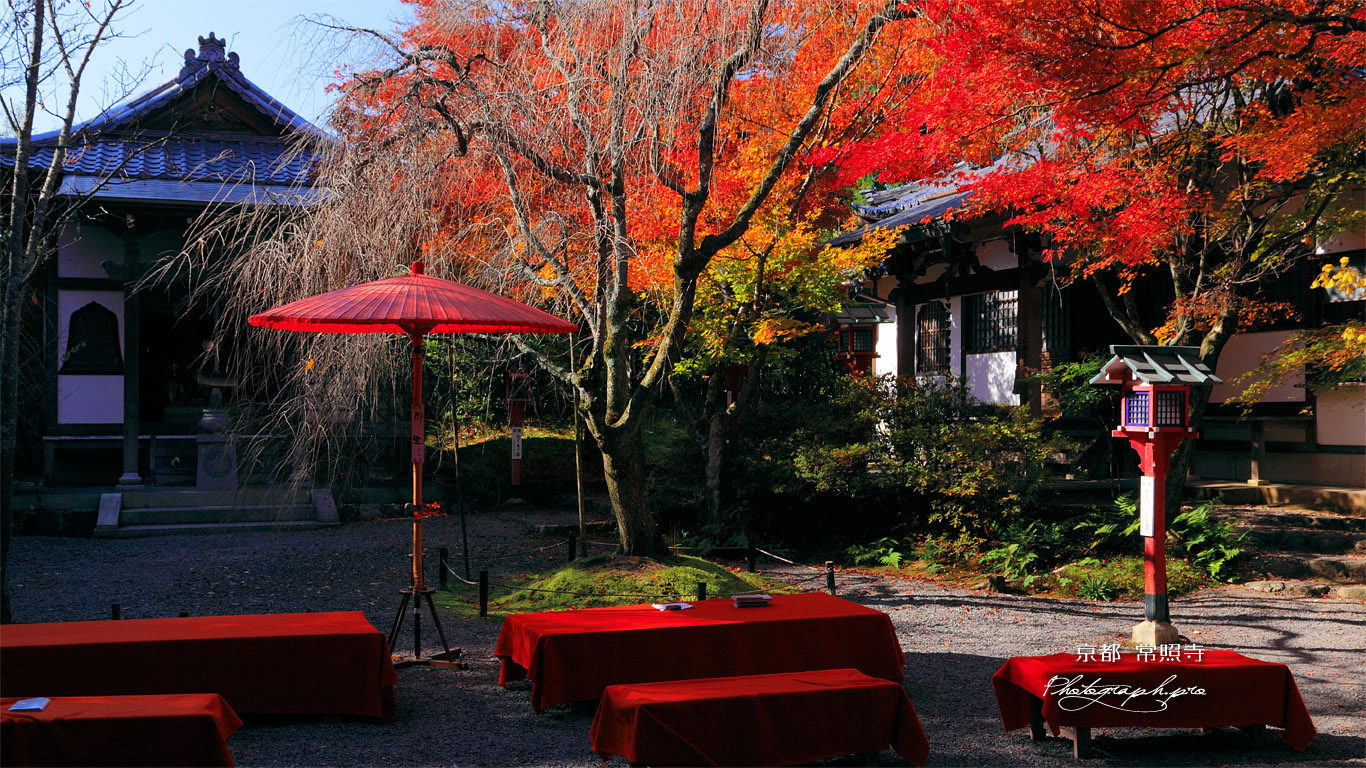 常照寺 紅葉と茶席 壁紙