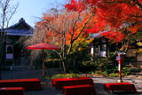 常照寺 紅葉と茶席