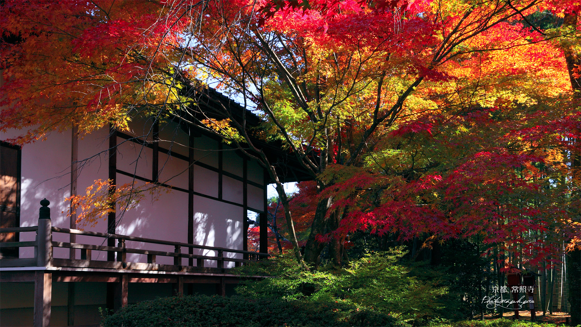 常照寺 紅葉と本堂