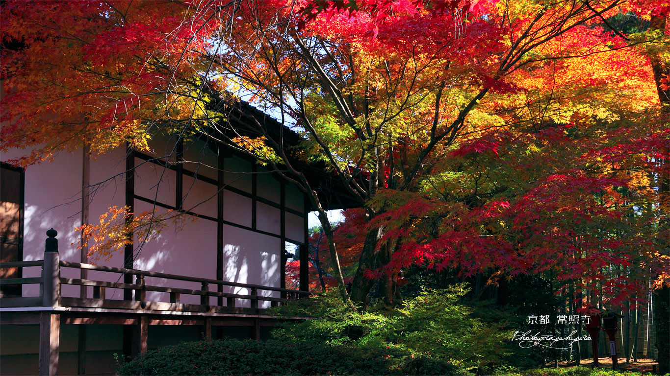 常照寺 紅葉と本堂 壁紙