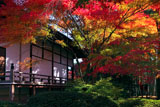 常照寺 紅葉と本堂