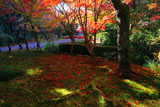 常照寺 苔庭の散り紅葉