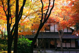 しょうざん 紅葉のわかどり