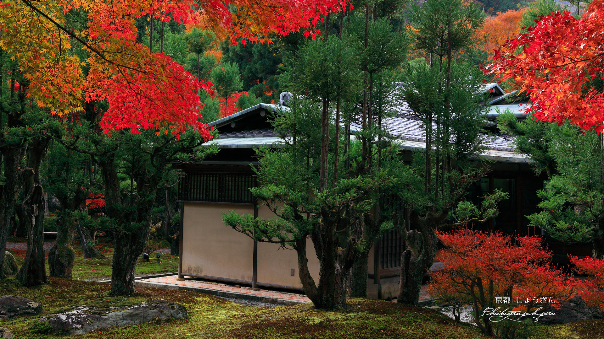 しょうざん 紅葉と北山台杉