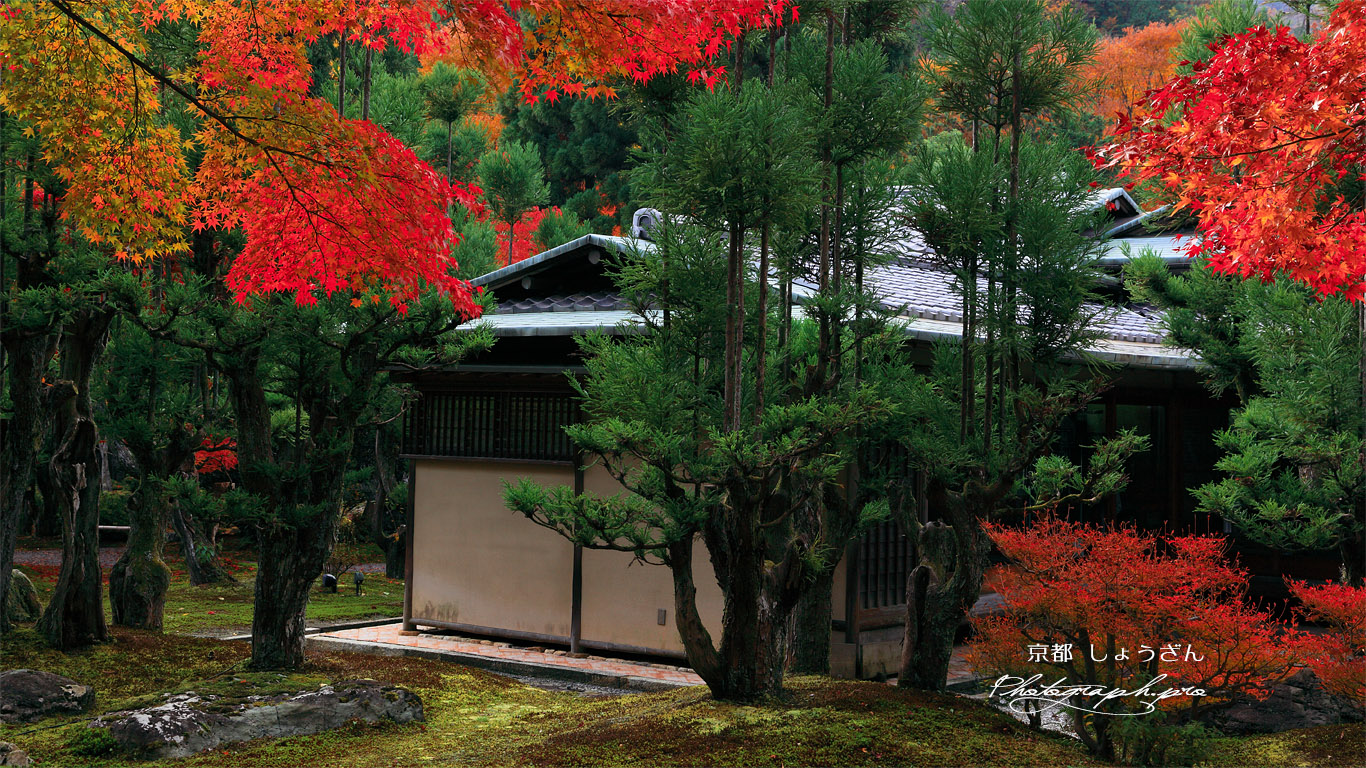 しょうざん 紅葉と北山台杉 壁紙