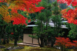 しょうざん 紅葉と北山台杉