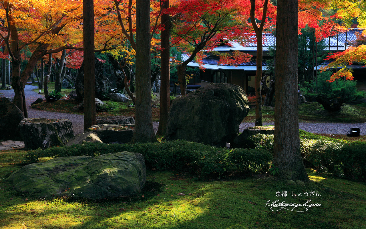 しょうざん 青苔と青石に紅葉 壁紙