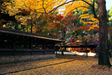 上御霊神社 イチョウの黄葉