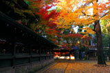 上御霊神社 御霊杜の紅葉