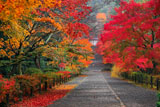 二尊院の紅葉の馬場