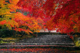 二尊院参道の散紅葉