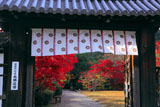 勧修寺 中門越しの紅葉
